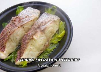 Çipura Faydaları Nelerdir?