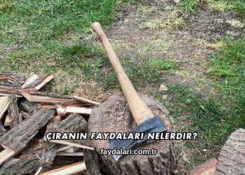 Çıranın Faydaları Nelerdir?