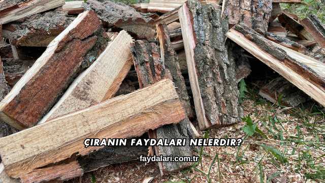 Çıranın Faydaları Nelerdir?