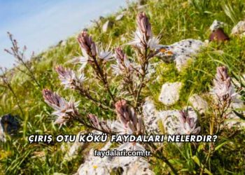 Çiriş Otu Kökü Faydaları Nelerdir?