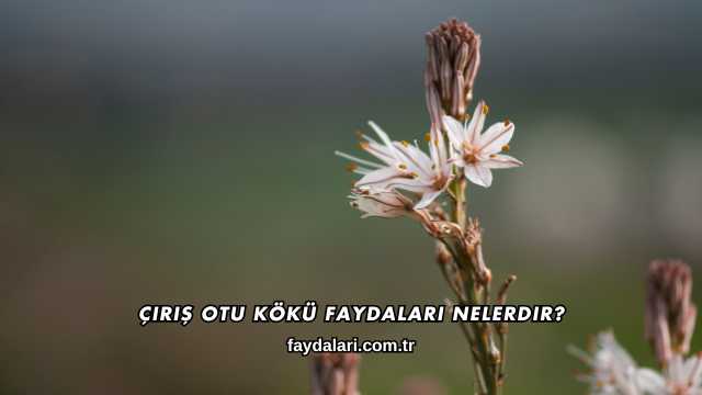 Çiriş Otu Kökü Faydaları Nelerdir?