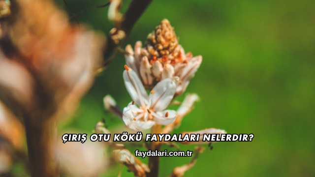 Çiriş Otu Kökü Faydaları Nelerdir?