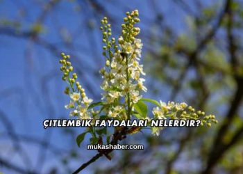 Çitlembik Faydaları Nelerdir?