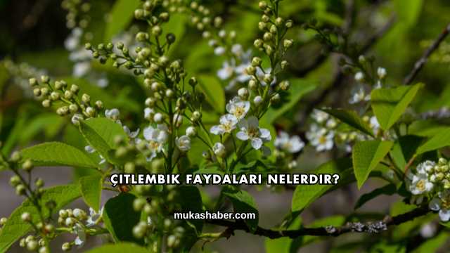 Çitlembik Faydaları Nelerdir?