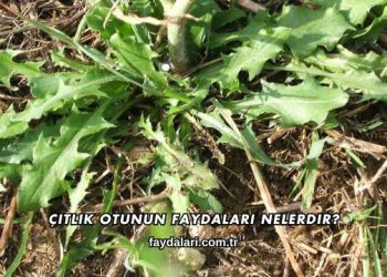 Çıtlık Otunun Faydaları Nelerdir?