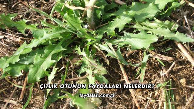 Çıtlık Otunun Faydaları Nelerdir?