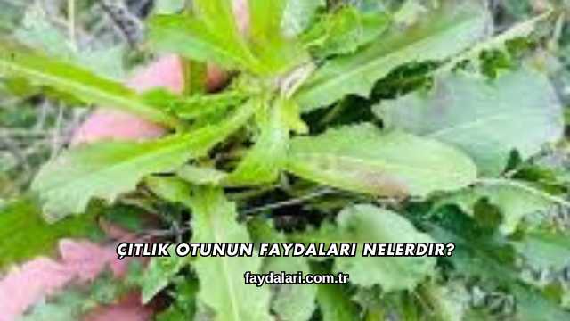 Çıtlık Otunun Faydaları Nelerdir?