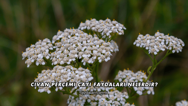 Civan Perçemi Çayı Faydaları Nelerdir?