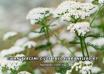 Civan Perçemi Cilde Faydaları Nelerdir?