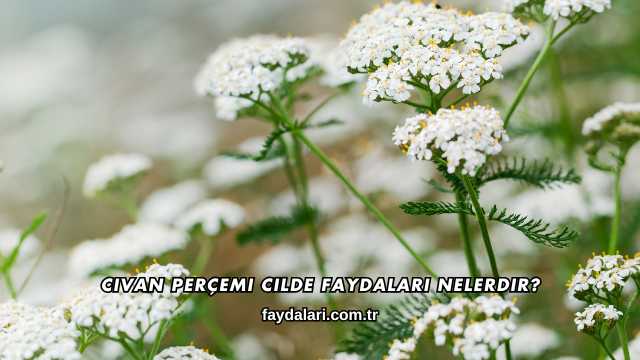 Civan Perçemi Cilde Faydaları Nelerdir?