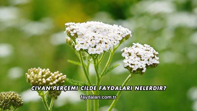 Civan Perçemi Cilde Faydaları Nelerdir?