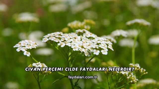 Civan Perçemi Cilde Faydaları Nelerdir?