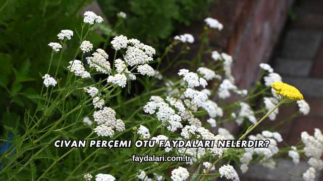 Civan Perçemi Otu Faydaları Nelerdir?