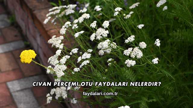 Civan Perçemi Otu Faydaları Nelerdir?