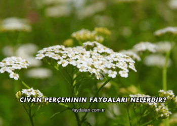 Civan Perçeminin Faydaları Nelerdir?