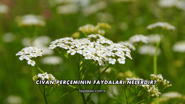 Civan Perçeminin Faydaları Nelerdir?