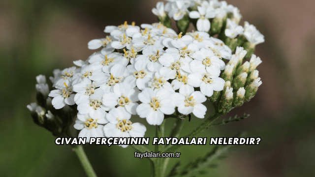 Civan Perçeminin Faydaları Nelerdir?
