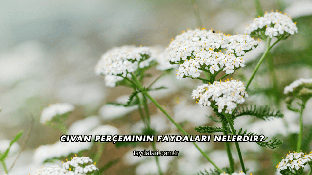 Civan Perçeminin Faydaları Nelerdir?