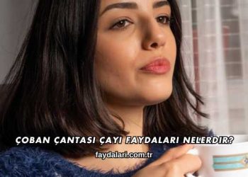 Çoban Çantası Çayı Faydaları Nelerdir?