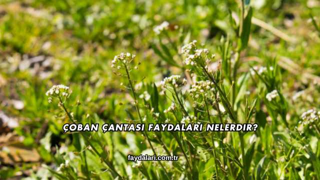 Çoban Çantası Faydaları Nelerdir?