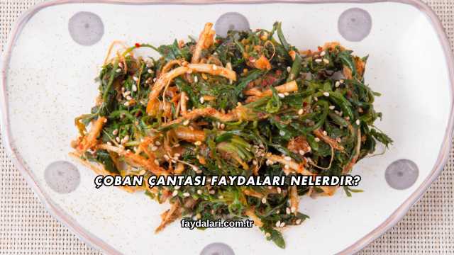 Çoban Çantası Faydaları Nelerdir?