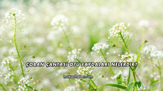 Çoban Çantası Otu Faydaları Nelerdir?