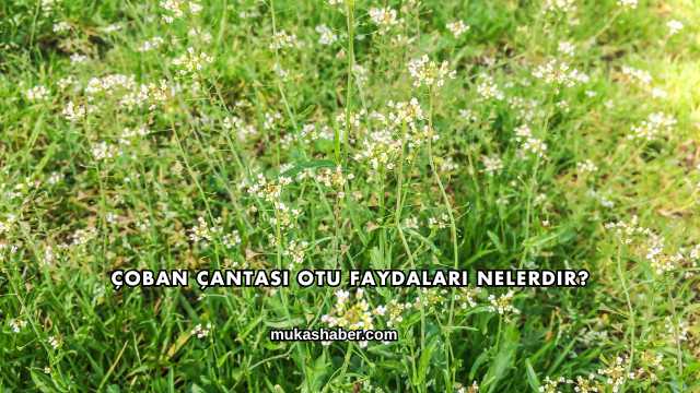 Çoban Çantası Otu Faydaları Nelerdir?