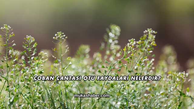 Çoban Çantası Otu Faydaları Nelerdir?