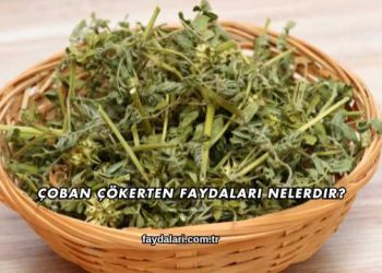 Çoban Çökerten Faydaları Nelerdir?