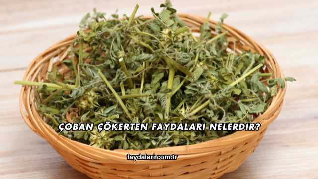 Çoban Çökerten Faydaları Nelerdir?