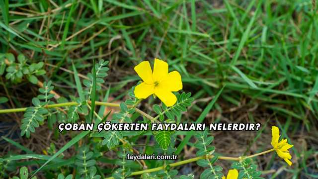 Çoban Çökerten Faydaları Nelerdir?