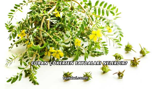 Çoban Çökerten Faydaları Nelerdir?
