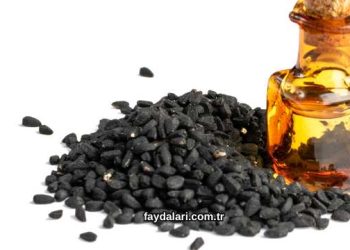 Çörek Otu Sarımsak Zeytinyağı Karışımı Faydaları Nelerdir?