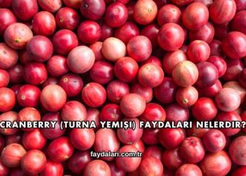 Cranberry (Turna Yemişi) Faydaları Nelerdir?