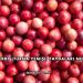 Cranberry (Turna Yemişi) Faydaları Nelerdir?