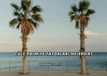 Cüce Palmiye Faydaları Nelerdir?