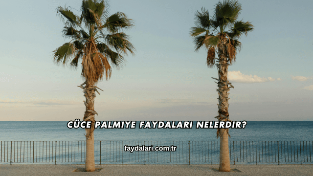 Cüce Palmiye Faydaları Nelerdir?