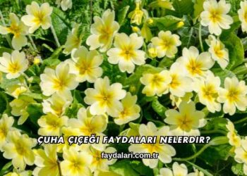 Çuha Çiçeği Faydaları Nelerdir?