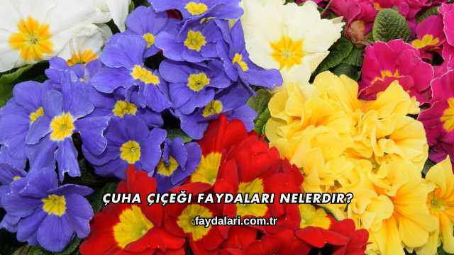 Çuha Çiçeği Faydaları Nelerdir?