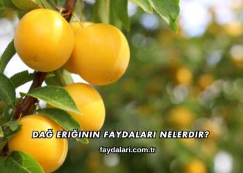 Dağ Eriğinin Faydaları Nelerdir?