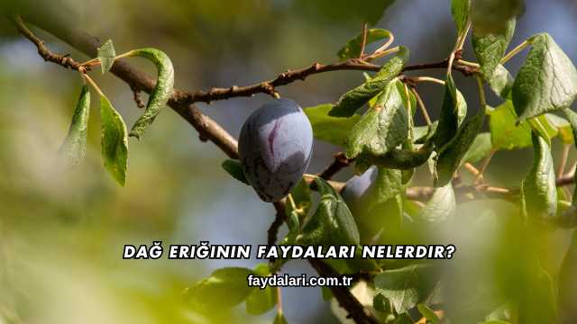 Dağ Eriğinin Faydaları Nelerdir?