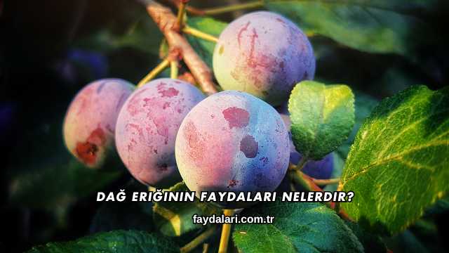 Dağ Eriğinin Faydaları Nelerdir?