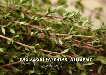 Dağ Kekiği Faydaları Nelerdir?