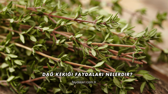 Dağ Kekiği Faydaları Nelerdir?