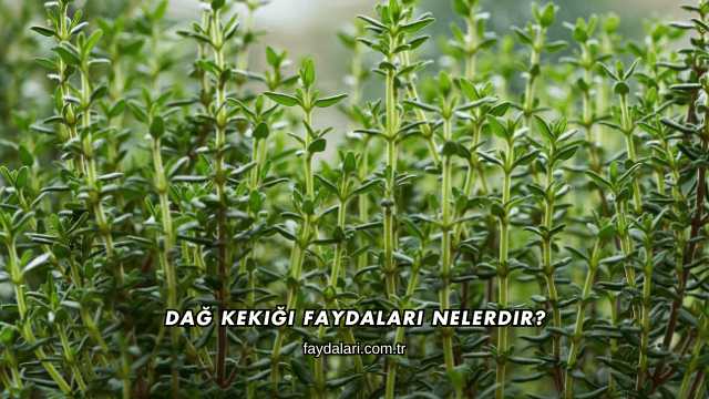 Dağ Kekiği Faydaları Nelerdir?