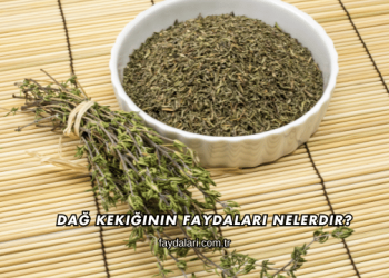 Dağ Kekiğinin Faydaları Nelerdir?