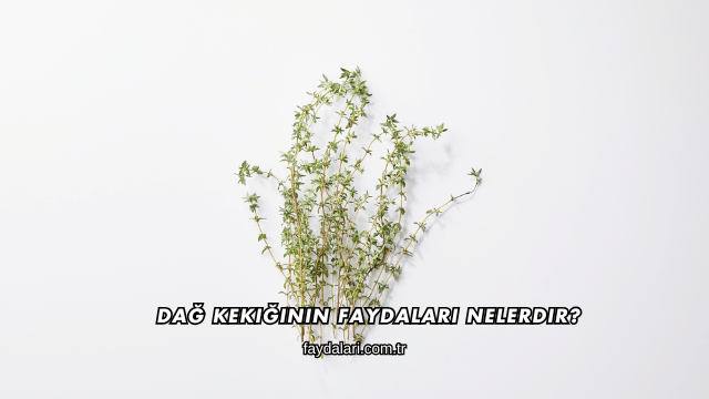 Dağ Kekiğinin Faydaları Nelerdir?