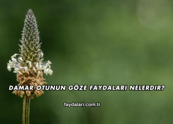 Damar Otunun Göze Faydaları Nelerdir?