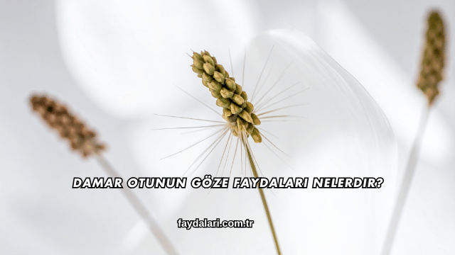 Damar Otunun Göze Faydaları Nelerdir?