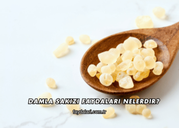 Damla Sakızı Faydaları Nelerdir?